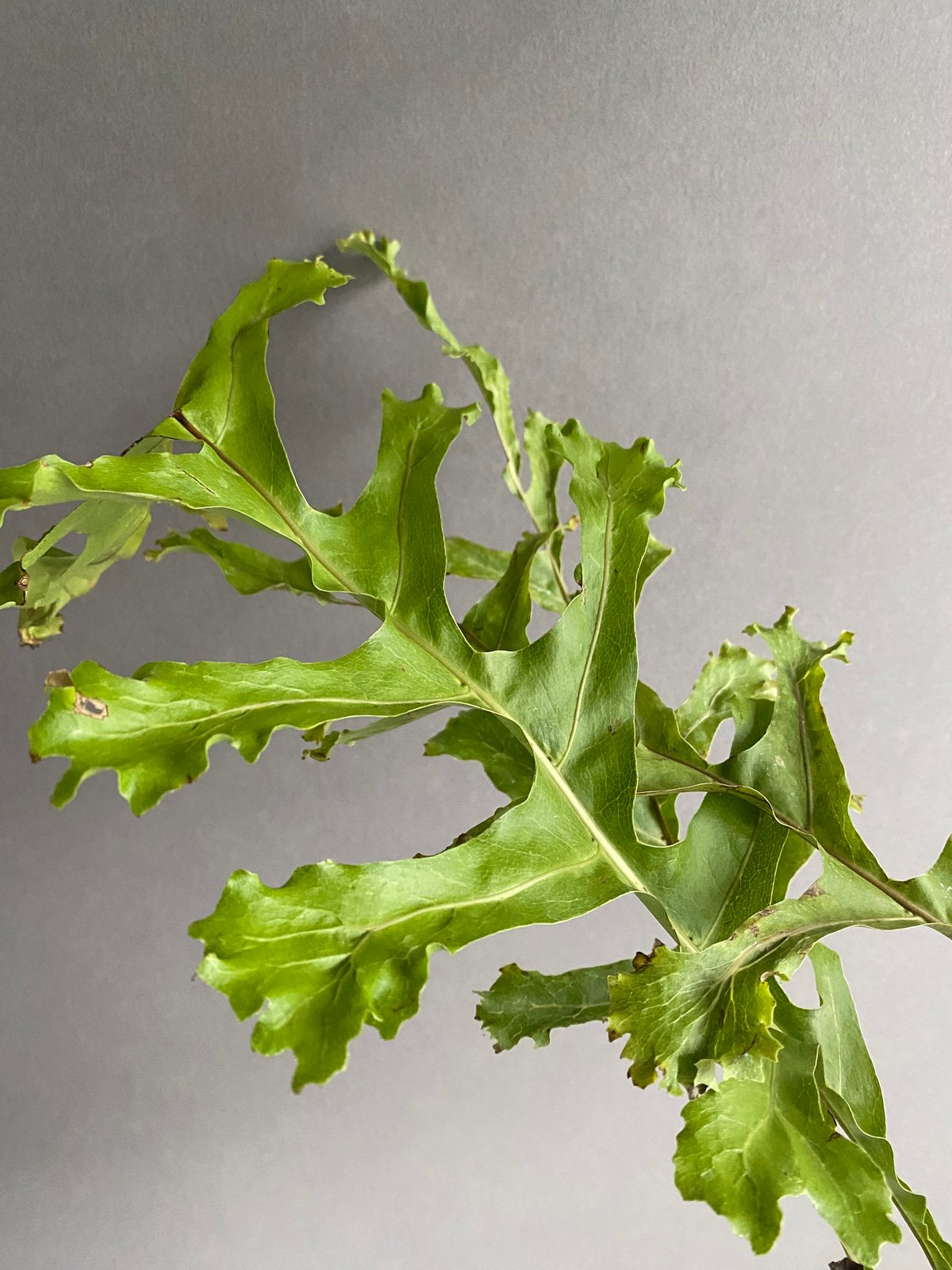 ドリナリア クエルシフォリア '変異種' 「Drynaria quercifolia