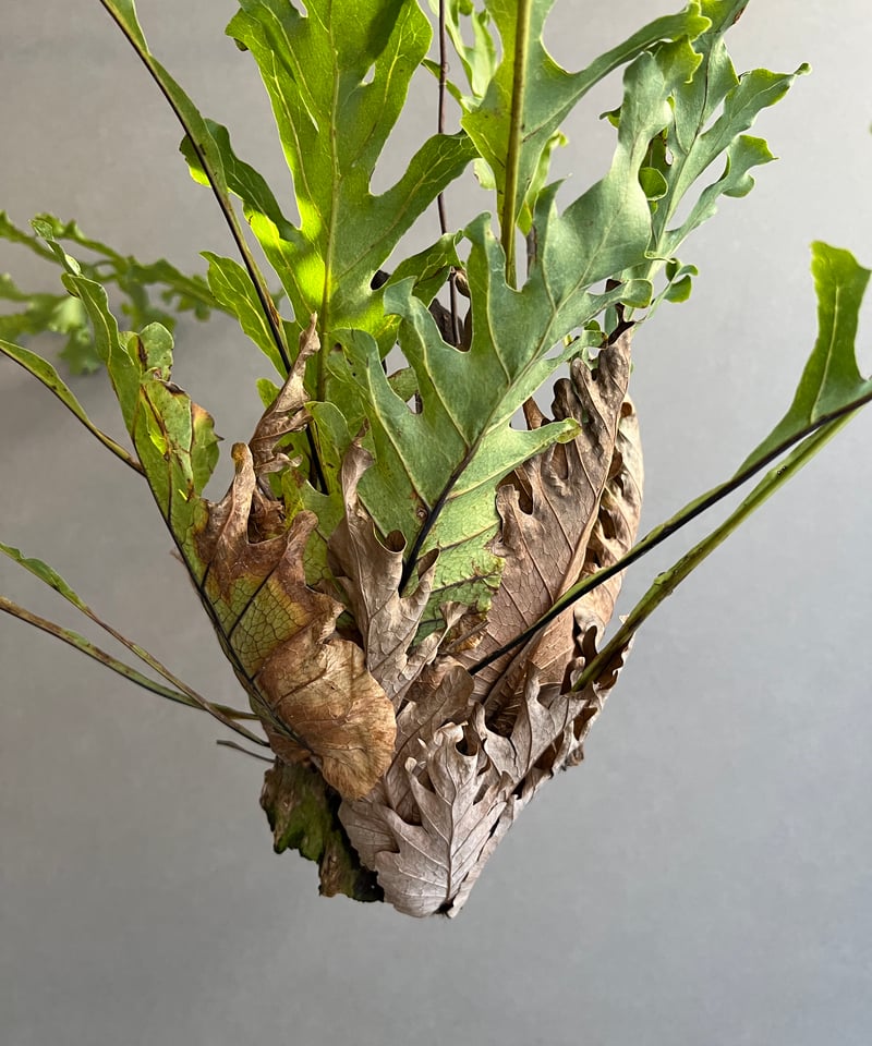 ドリナリア クエルシフォリア '変異種' 「Drynaria quercifolia 'Mut