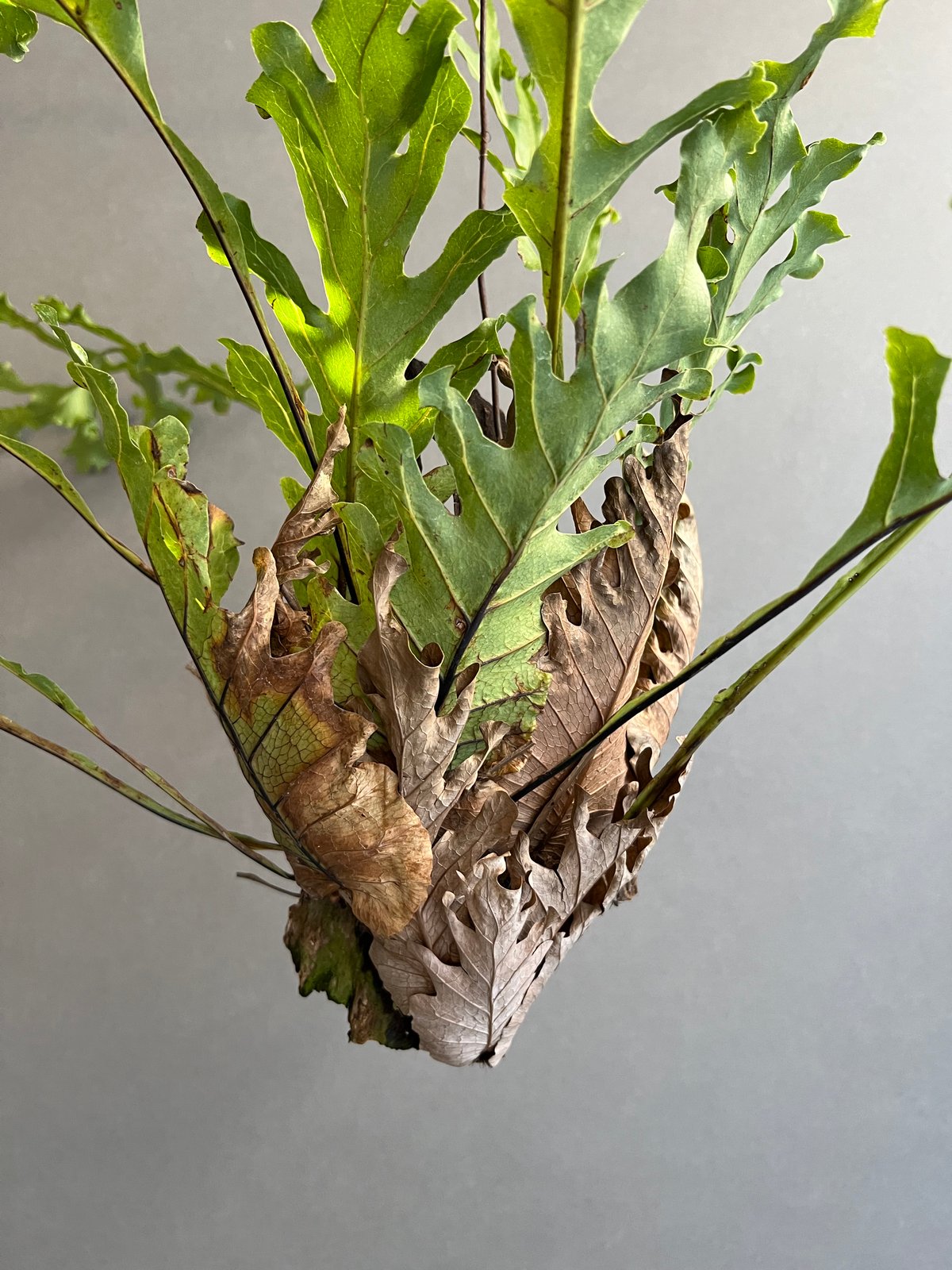 ドリナリア クエルシフォリア '変異種' 「Drynaria quercifolia 'Mut