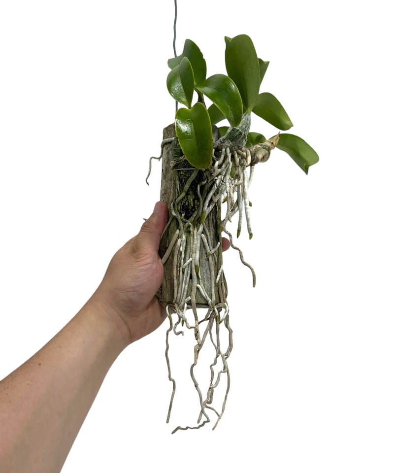 カトレア ノビリオール アマリア 「Cattleya nobilior var. amalia