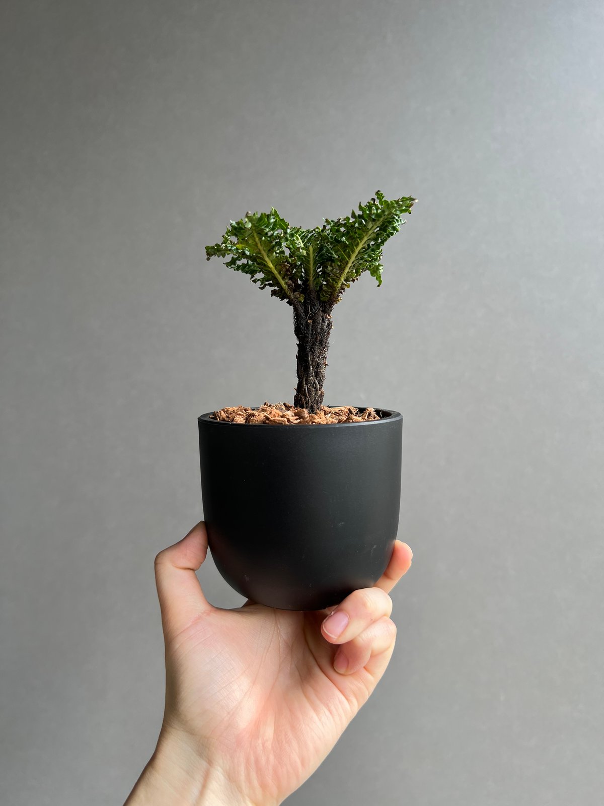 ブレクナム ギッバム ドワーフ 「Blechnum gibbum Dwarf 」41E | S