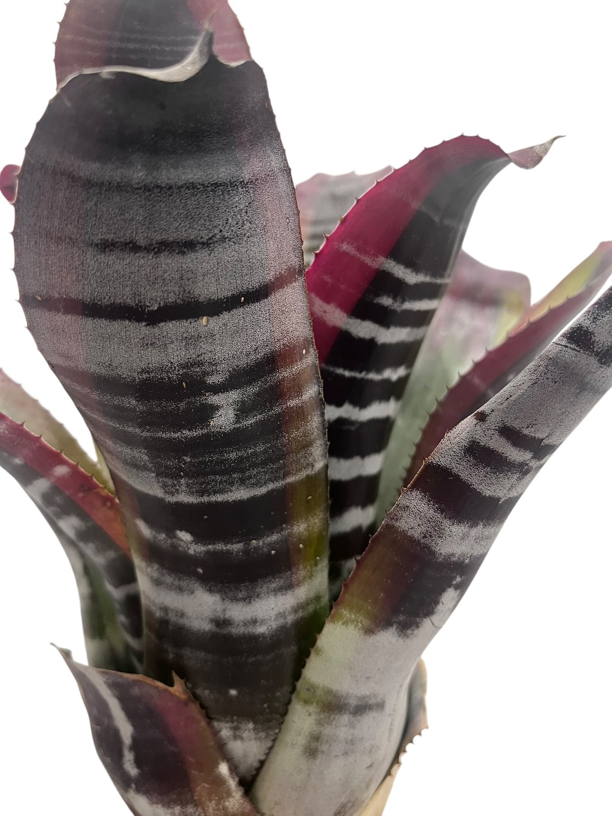 エクメア オットー 「Aechmea Otto」65U | SHOUCHIKUEN