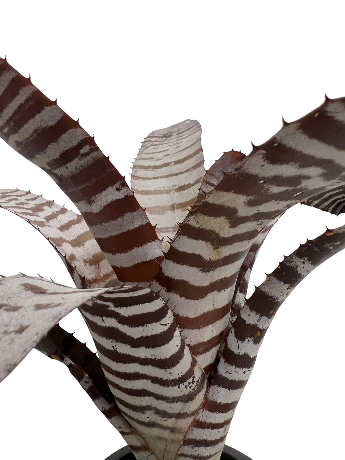 ブロメリア・エアープランツ Aechmea Black Ebony x Wide Leaf Aechmea Black Ebony x Wide Leaf