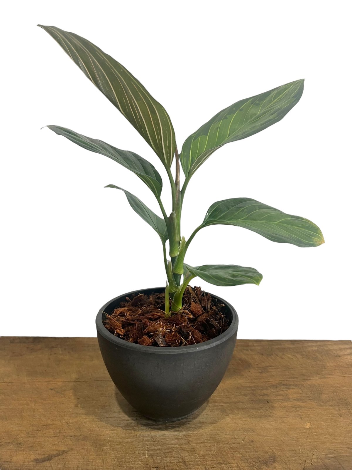 アグラオネマ ブラック リップスティック “選抜個体” 「Aglaonema アグラオネマ ブラック リップスティック “選抜個体” 「Aglaonema