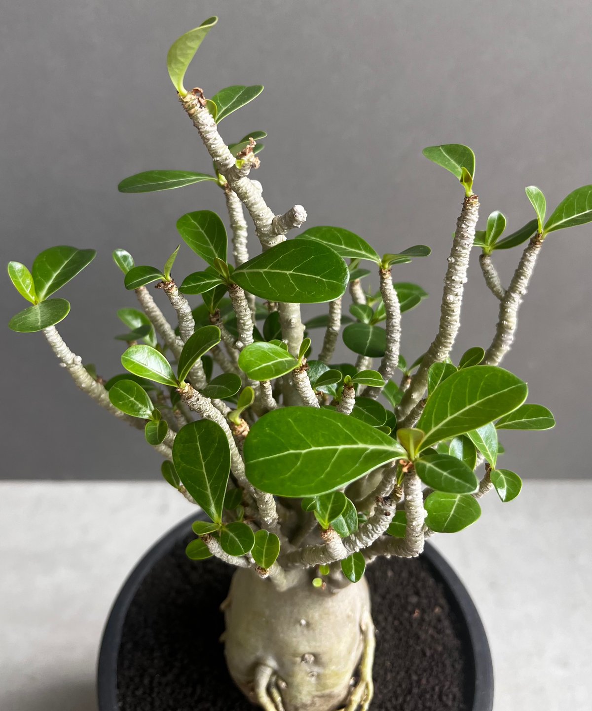 アデニウム オベスム Adenium obesum アデニウム オベスム スモールリーフ “選抜個体” 「Adenium
