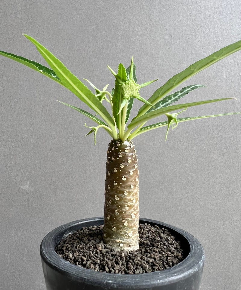 ドルステニア ランキフォリア (実生苗) 「Dorstenia crispa var ドルステニア ランキフォリア (実生苗) 「Dorstenia crispa var