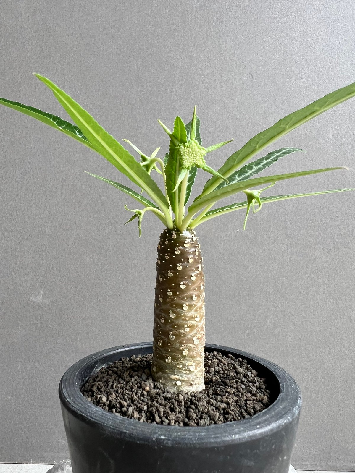 ドルステニア　ランキフォリア　斑入り Dorstenia lancifolia