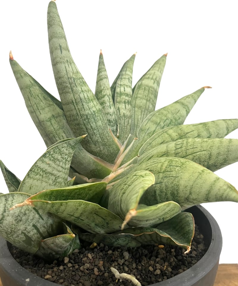 サンセベリア ライオン ハート 「Sansevieria Lion Heart」70T