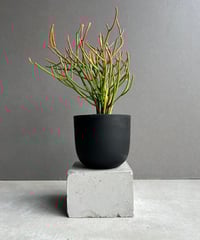 サンセベリア ES.849 斑入「Sansevieria ES. 849 var.」 8/8