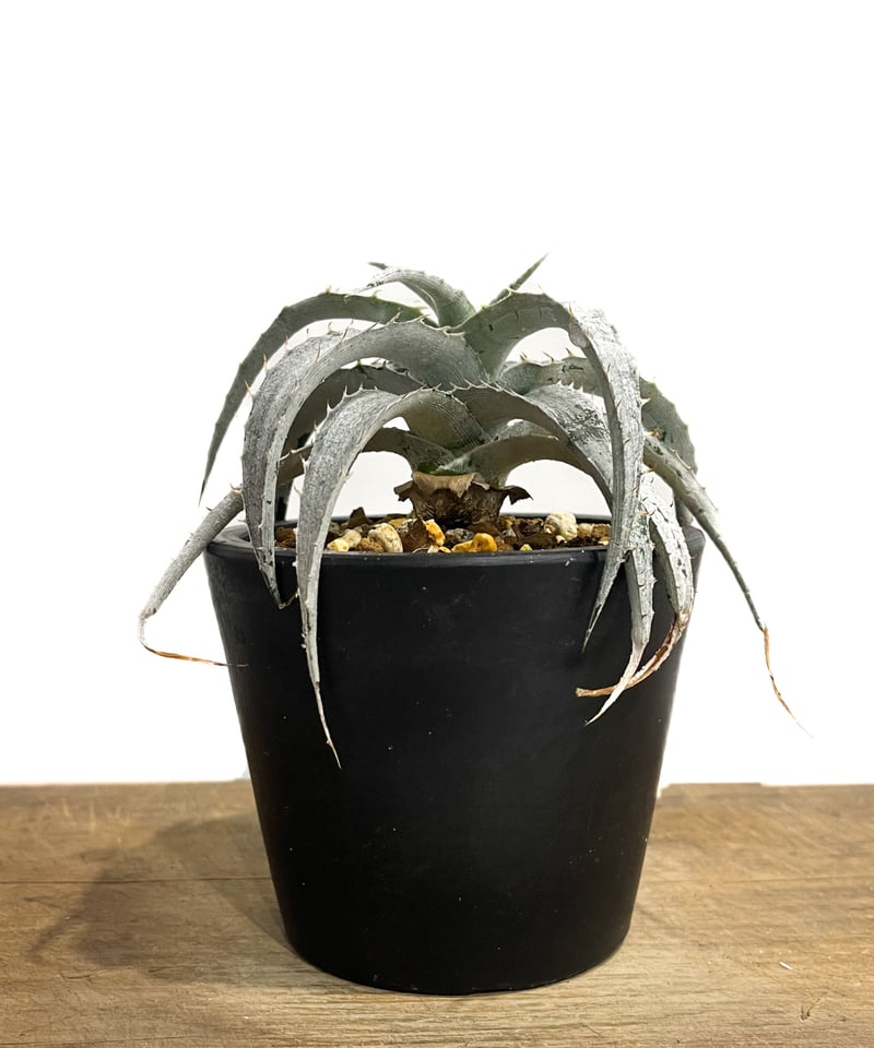 ディッキア マセドイ ホワイト クローン「Dyckia macedoi white ディッキア マセドイ ホワイト クローン「Dyckia macedoi white
