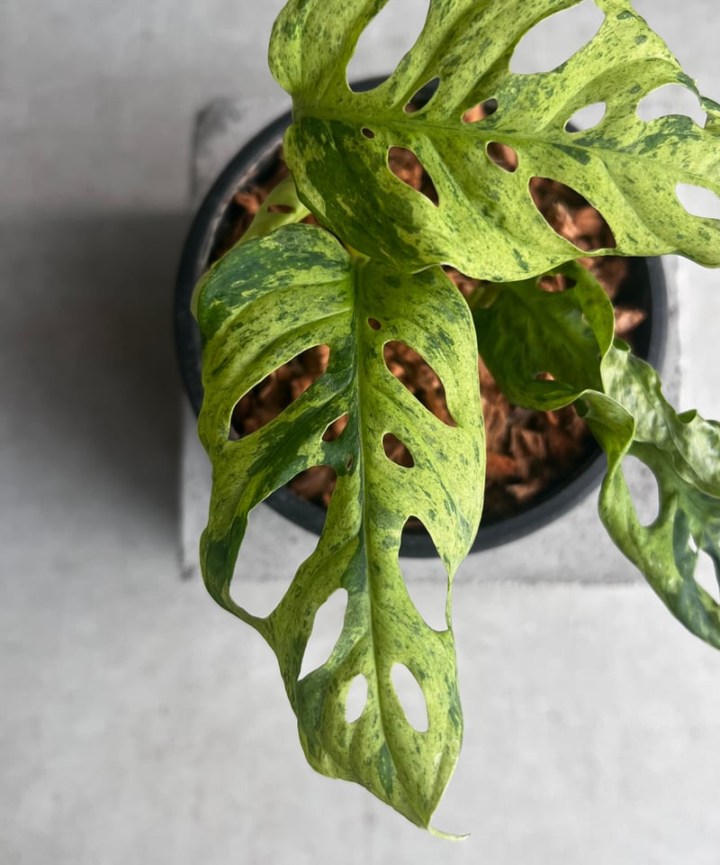モンステラ ラニアタ ミント 斑入 「Monstera laniata mint