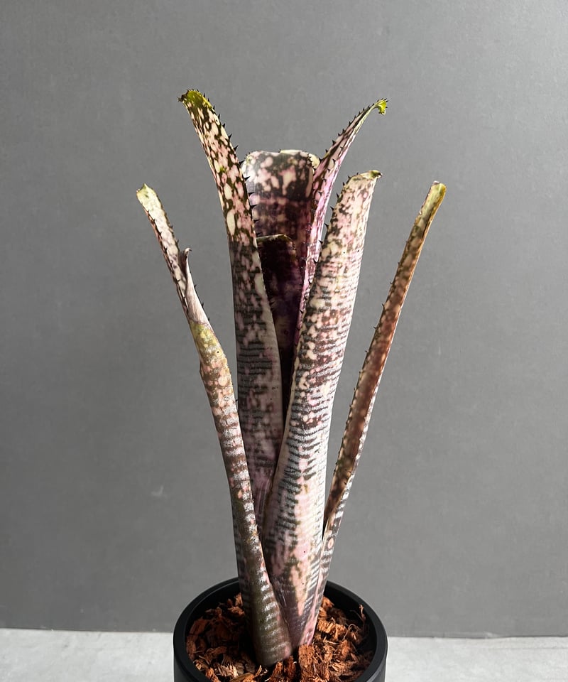 ビルベルギア トゥッティ フルッティ 「Billbergia Tuti Fruti ビルベルギア トゥッティ フルッティ 「Billbergia Tuti Fruti