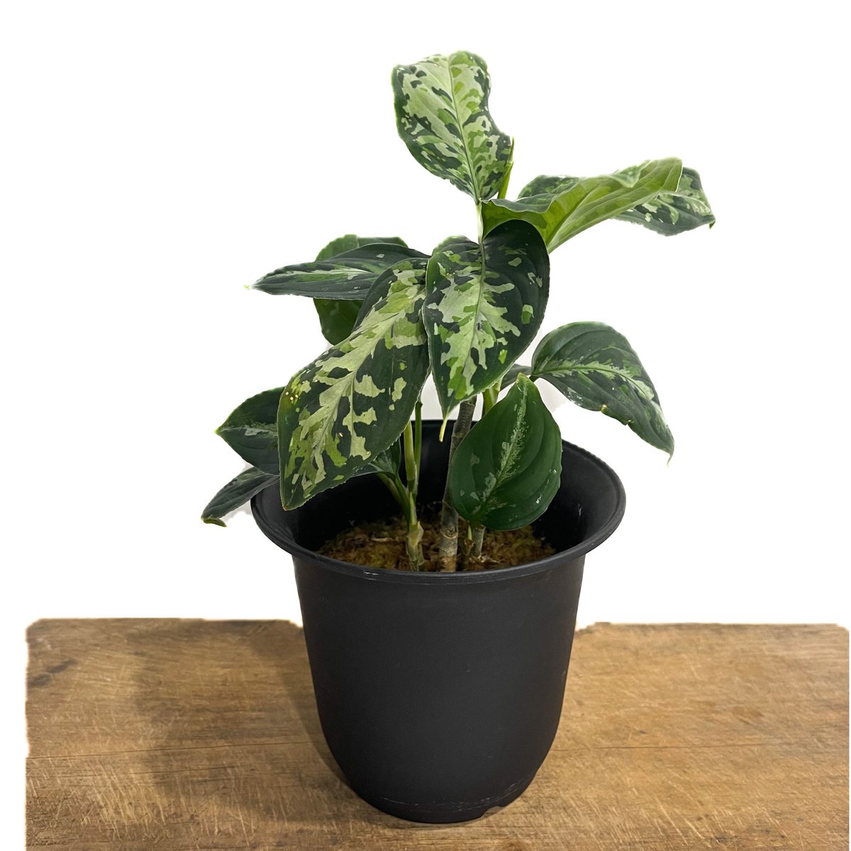 (MB-M250821-6) アグラオネマ　ピクタム アグラオネマ ピクタム トリカラー「Aglaonema pictum tricolor