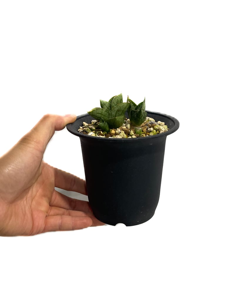 サンセベリア ミニ ローズ「Sansevieria Mini Rose (by Unyaman