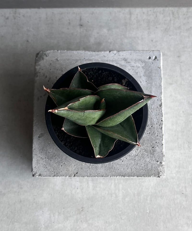 サンセベリア オペラ ハウス 「Sansevieria Opera House 」96A |