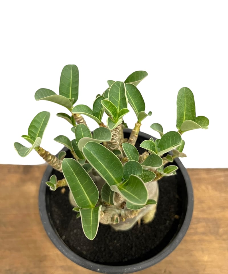 アデニウム アラビカム ドワーフ “ブラック” 「Adenium arabicum