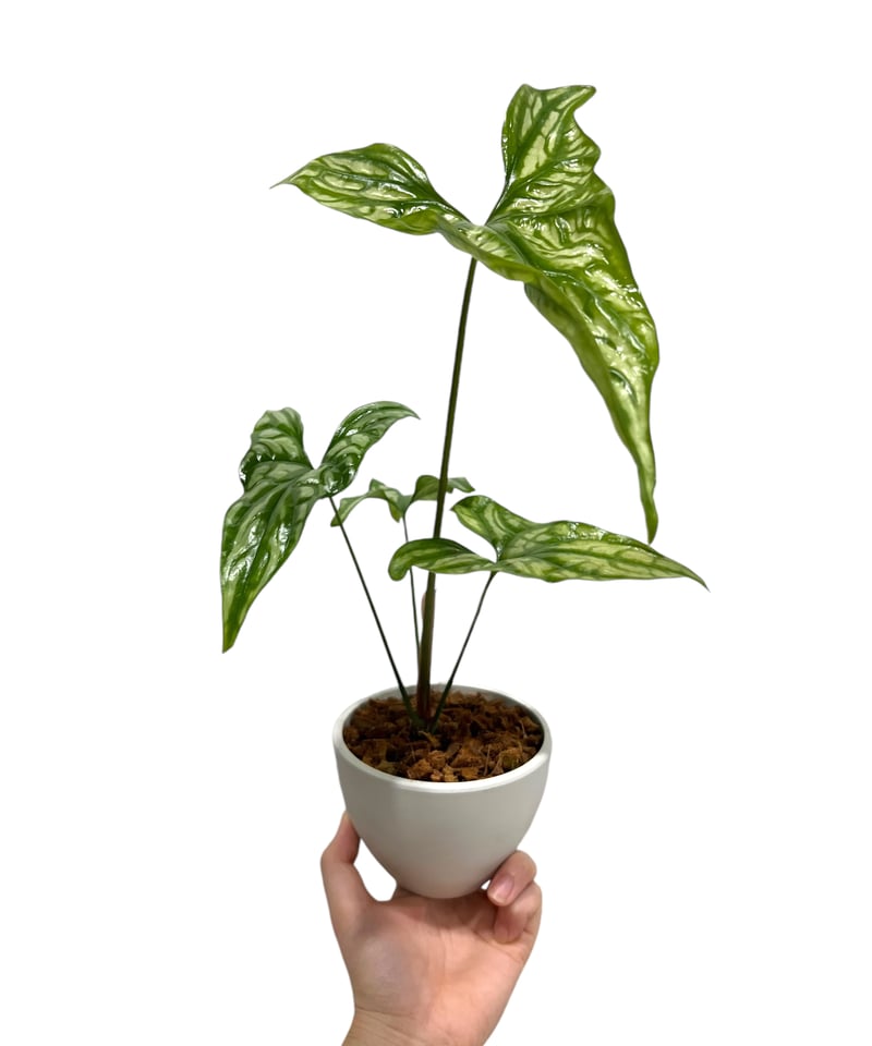 セルセスティス ミラビリス (N.E.Br) ボグナー「 Cercestis mirabili