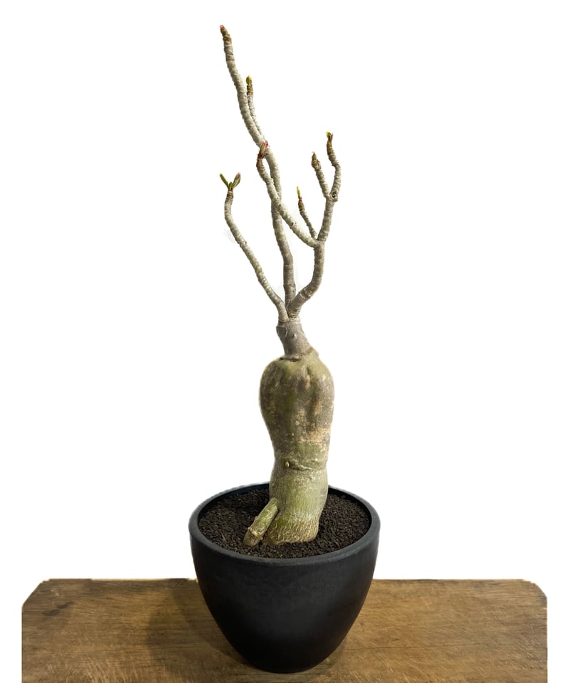 アデニウム タイソコトラナム 選抜個体「Adenium thai socotranum 」6/