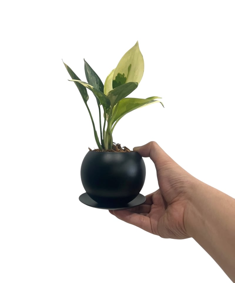 アグラオネマ スワンナプーム + Black Iron Pot 「Aglaonema Suva