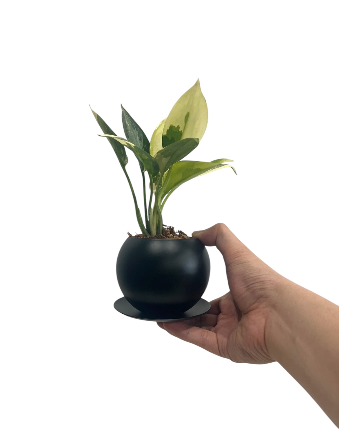 アグラオネマ スワンナプーム + Black Iron Pot 「Aglaonema Suva