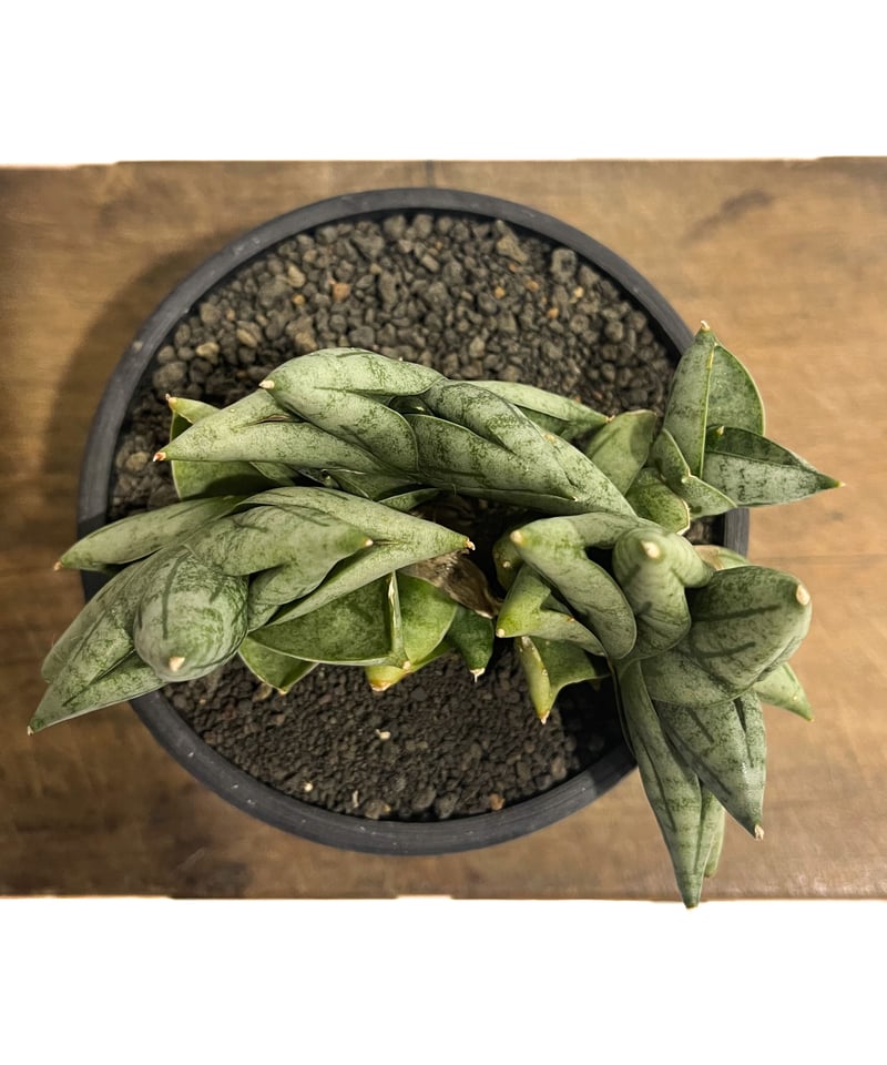 【ボンセレンシス】サンスベリア BON12 　観葉植物 サンスベリア ボンセレンシス 4寸○風水○耐陰性植物○観葉植物