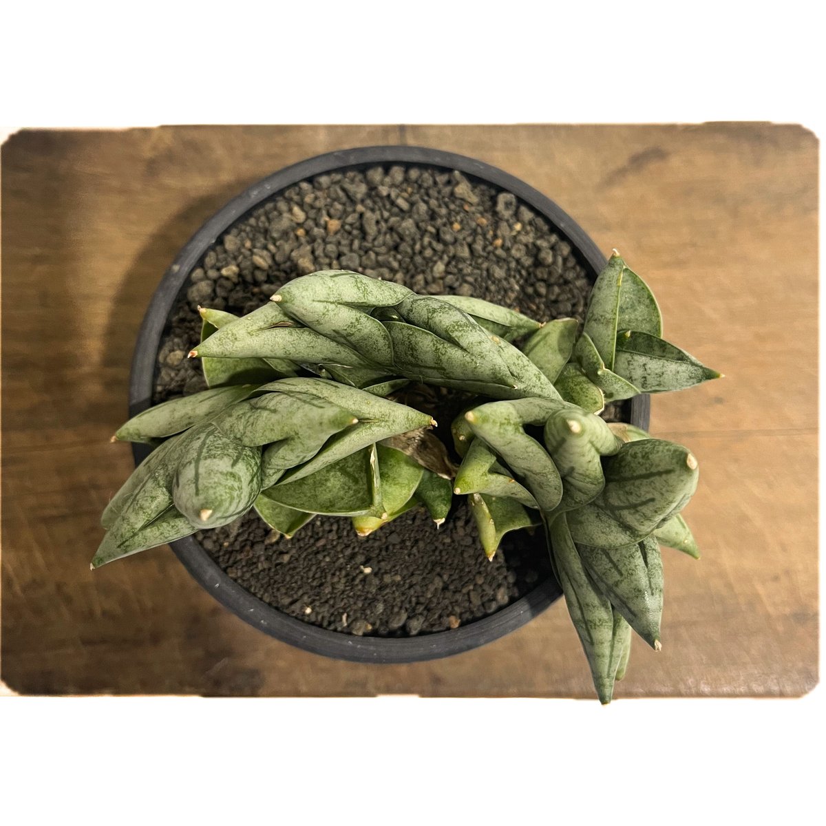 サンセベリア ボンセレンシス ミニ (by アディサック) 「Sansevieria