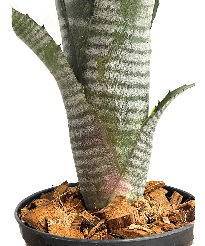 ビルベルギア ダースベイダー「Billbergia 'Darth vader'」65G-3 ビルベルギア ダースベイダー「Billbergia 'Darth vader'」65G-3