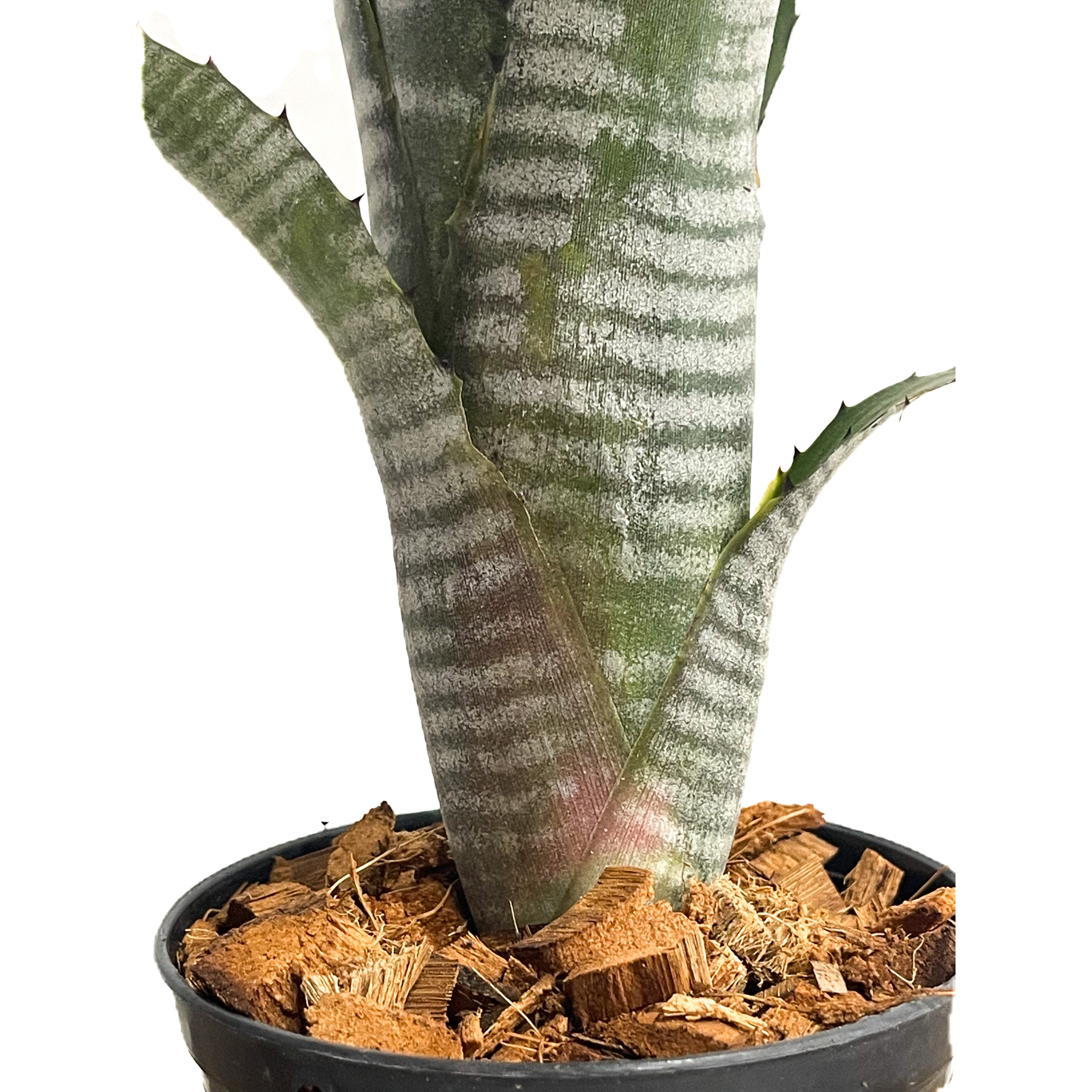 ビルベルギア ダースベイダー「Billbergia 'Darth vader'」65G-3 |