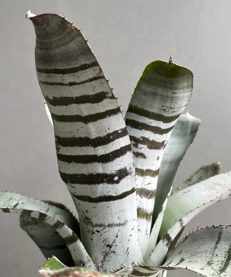 エクメア チャンティニー ブラック セレクト 「Aechmea chantinii Black Select」29N