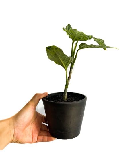 アグラオネマ ピクタム トリカラー「Aglaonema pictum tricolor」1/12