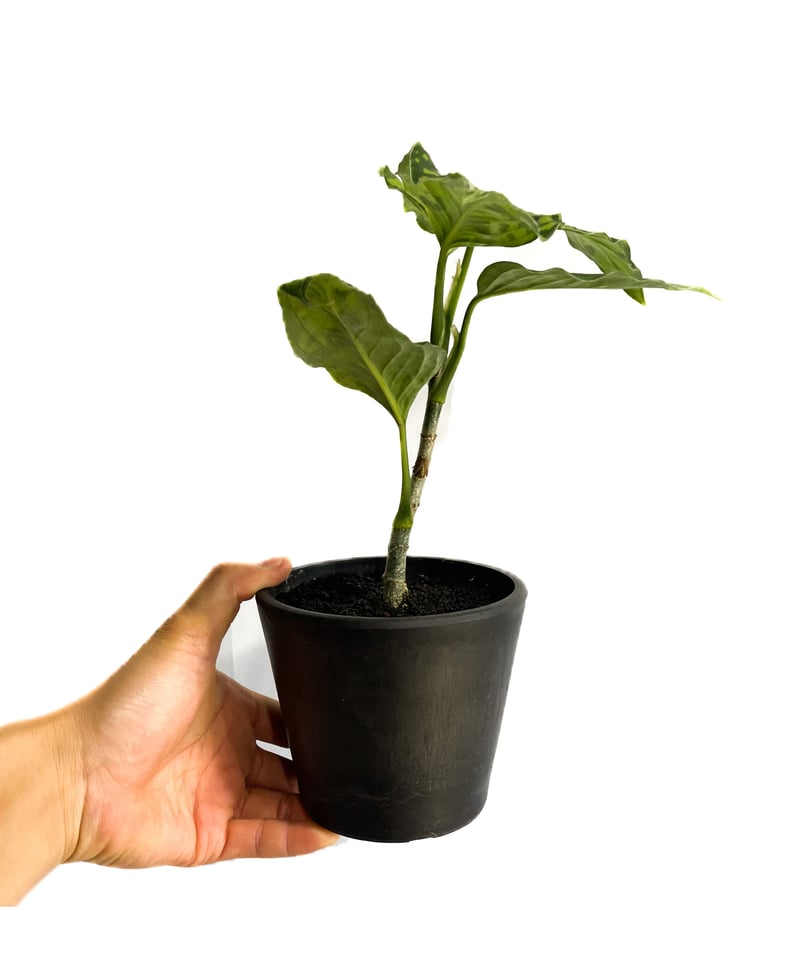 アグラオネマ ピクタム トリカラー「Aglaonema pictum tricolor」1/1