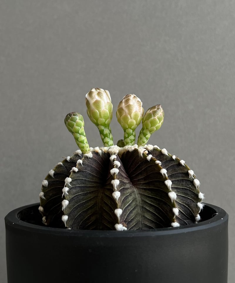 トルチラマ×ギムノカリキオイデス　検/サピニー　ベネニフィカ サボテン ギムノカリキウム フリードリッヒ LB2178 錦 斑入り