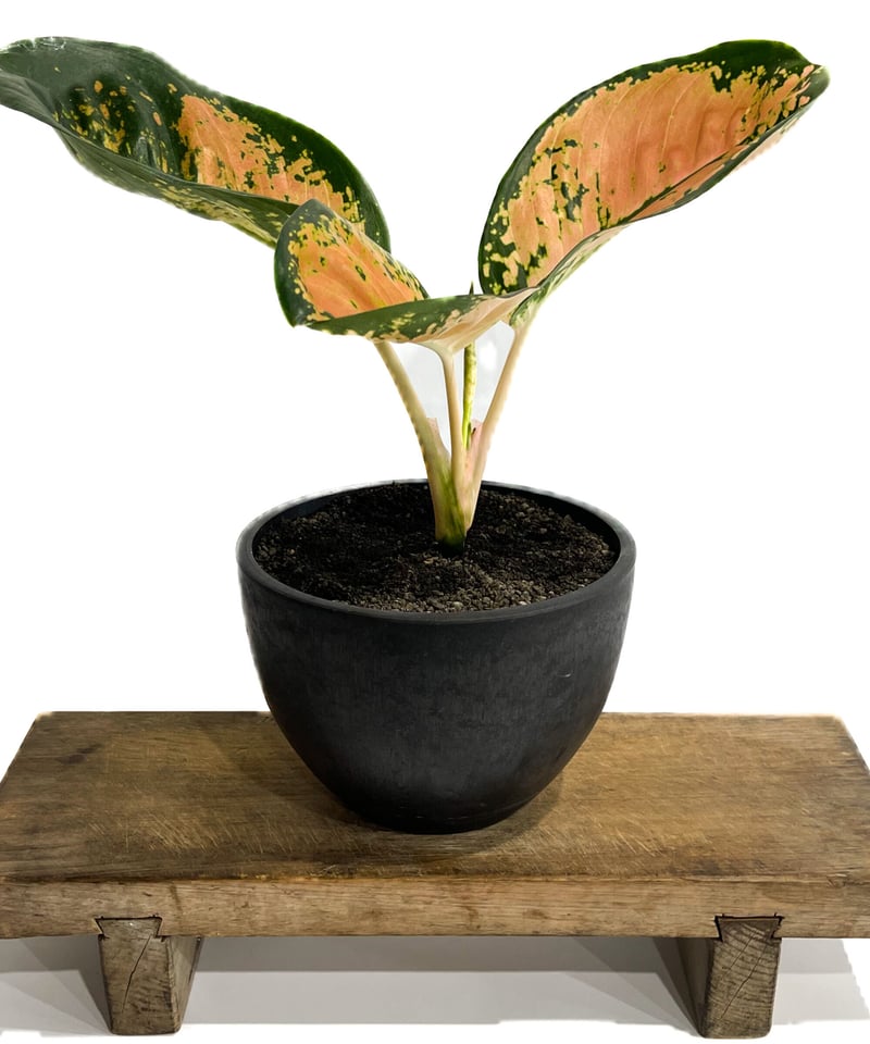 アグラオネマ スターバックス「Aglaonema Starbucks」3/23-199