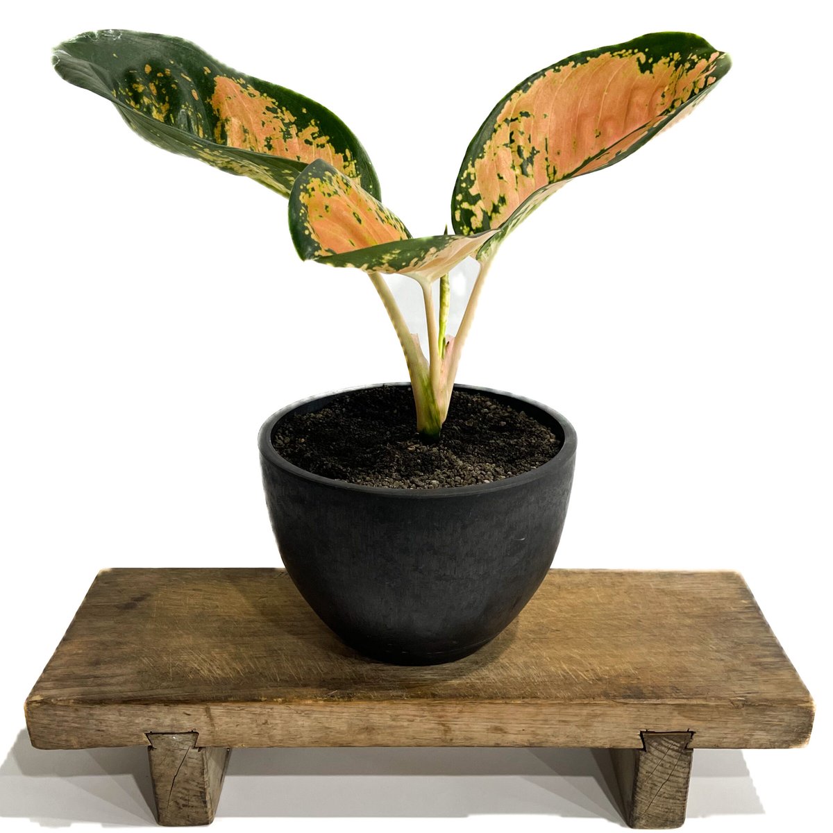 アグラオネマ スターバックス「Aglaonema Starbucks」3/23-199