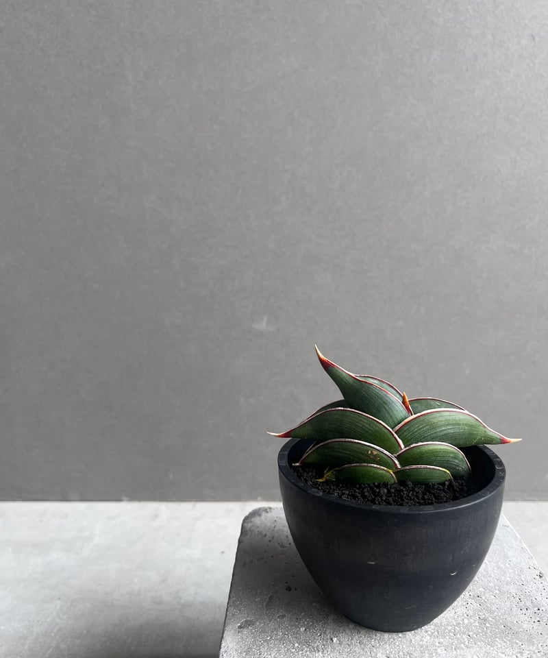 サンセベリア ロリダ 「Sansevieria rorida」45B | SHOUCHIKUEN