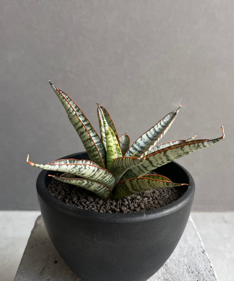 サンセベリア サンシャイン エンジェル 「Sansevieria Sunshine Angel