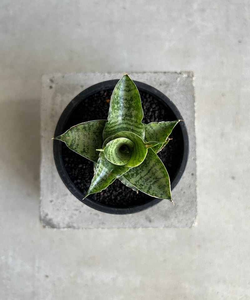 EMP サンセベリア Susano'O' スサノオ / SA318 サンセベリア スサノオ 「Sansevieria Susano 'O' (by Unyaman