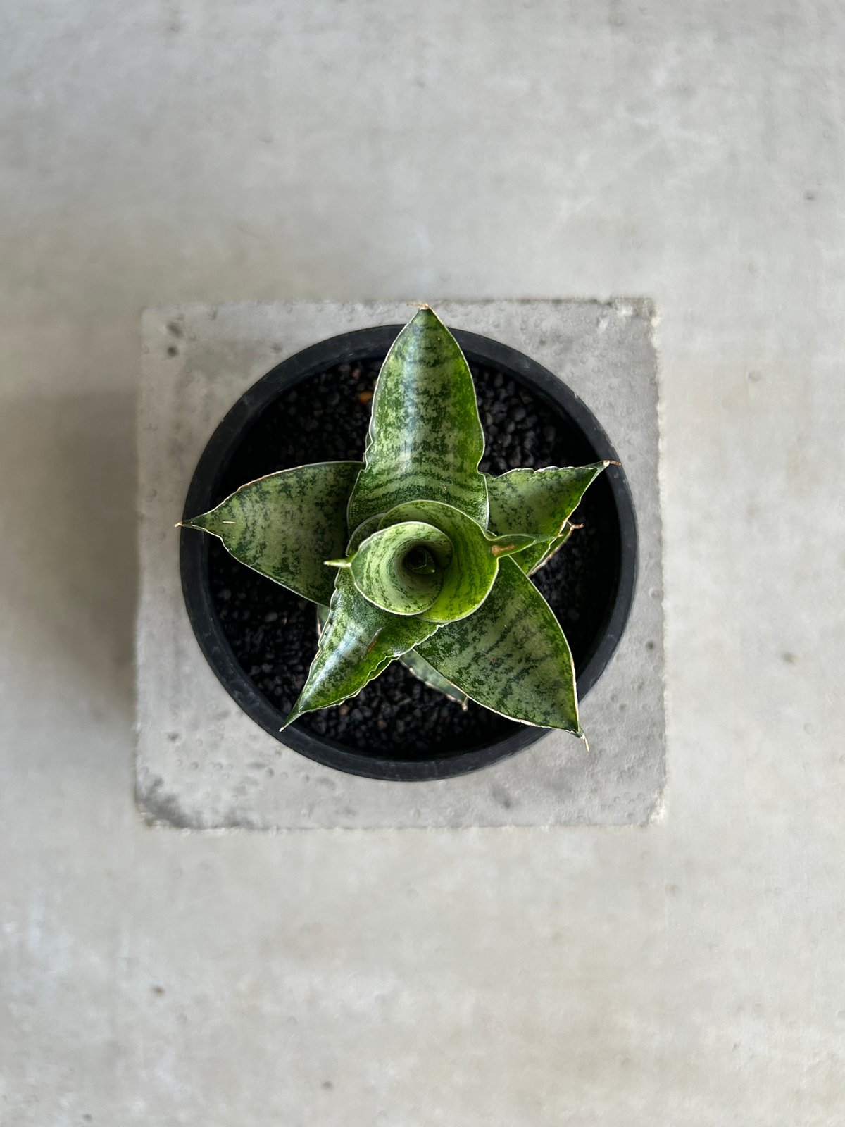 EMP サンセベリア Susano'O' スサノオ / SA318 EMP サンセベリア Susano'O' スサノオ / SA318