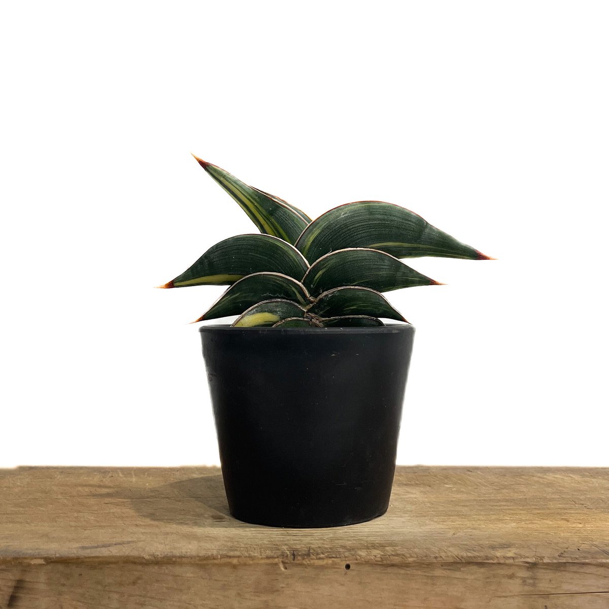 サンセベリア ロリダ 斑入り「Sansevieria rorida Var.」33D-1 | サンセベリア ロリダ 斑入り「Sansevieria rorida Var.」33D-1 |