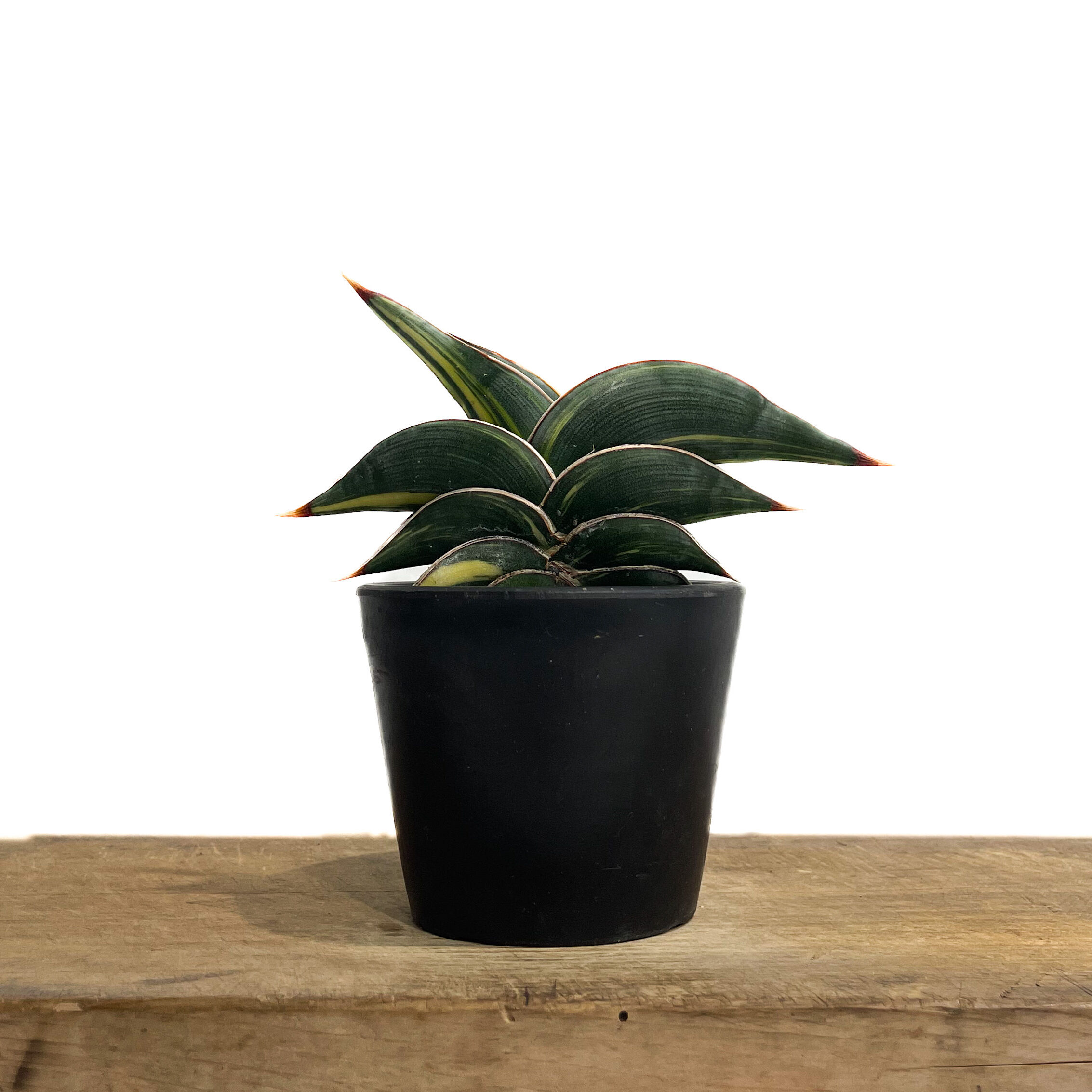 サンセベリア ロリダ 斑入り「Sansevieria rorida Var.」33D-1 |