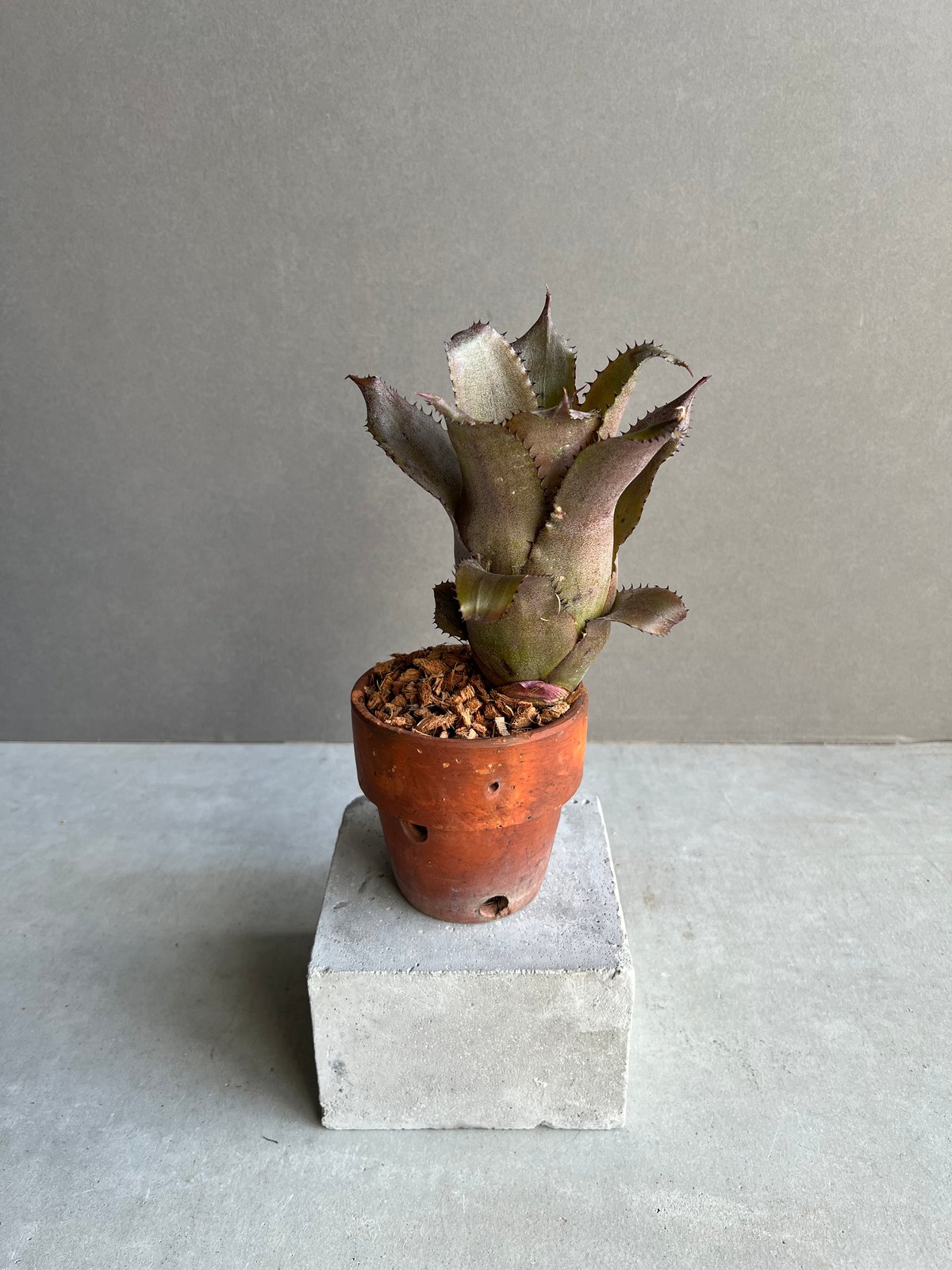 ムクホーク、クレセリア、パルキア、シェイミ、xレア 絶版、貴重、（美品） カードショップポンポコ on X