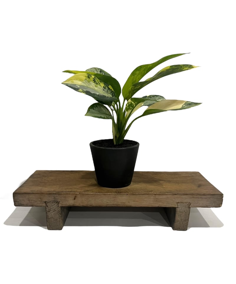 アグラオネマ スワンナプーム「Aglaonema Suvarnabhumi」66R | SHO