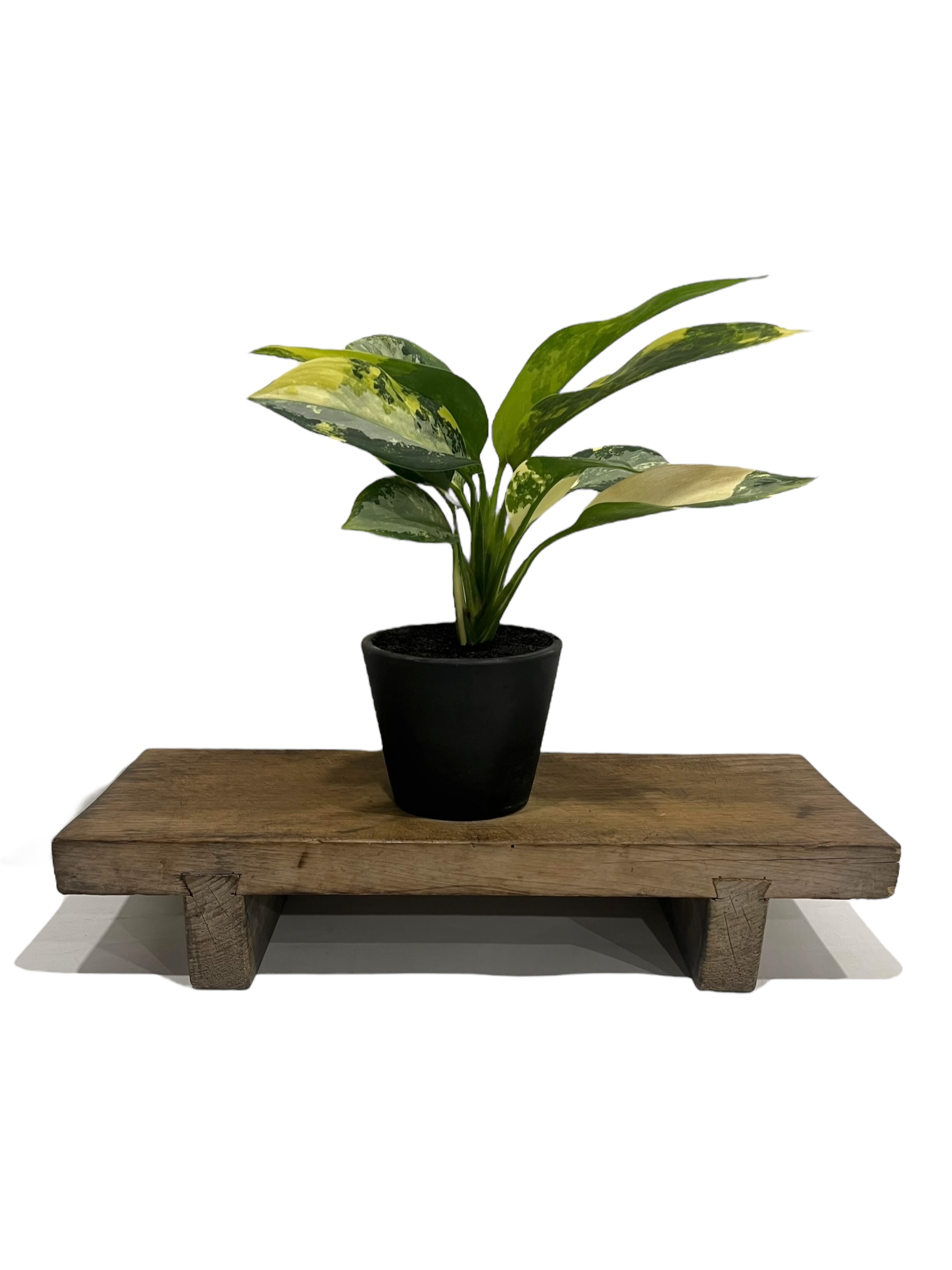 アグラオネマ スワンナプーム「Aglaonema Suvarnabhumi」66R | SHO
