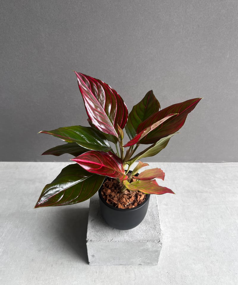 アグラオネマ レッド ベイン 「Aglaonema Red Vein」56B | SHOUCH