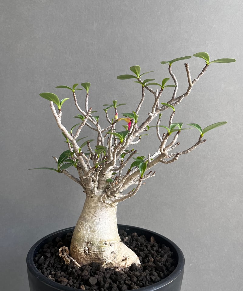 【極美株】アデニウム ソコトラナム 選抜株/ Adeniumsocotranu 極美株】アデニウム ソコトラナム 選抜株/ Adeniumsocotranu