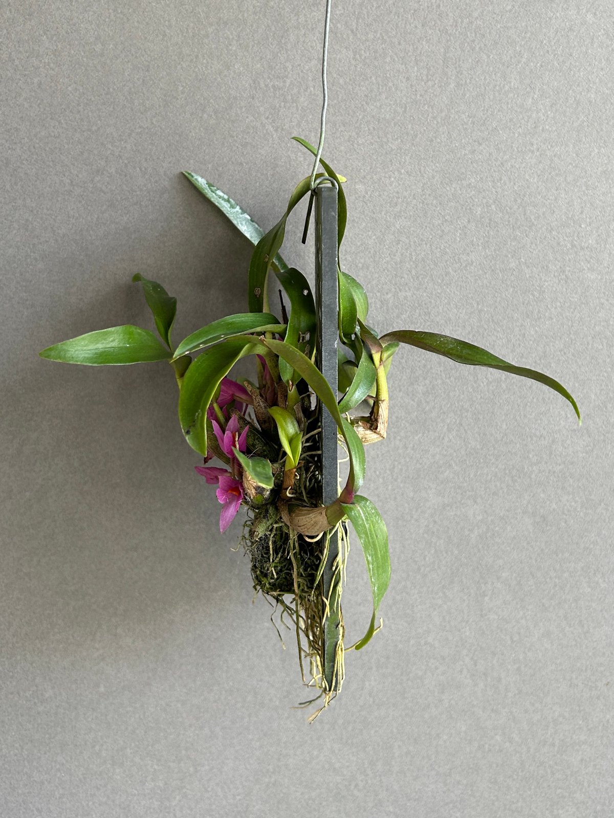 デンドロビウム ヒビキ 「Dendrobium Hibiki」83F | SHOUCHIKUEN