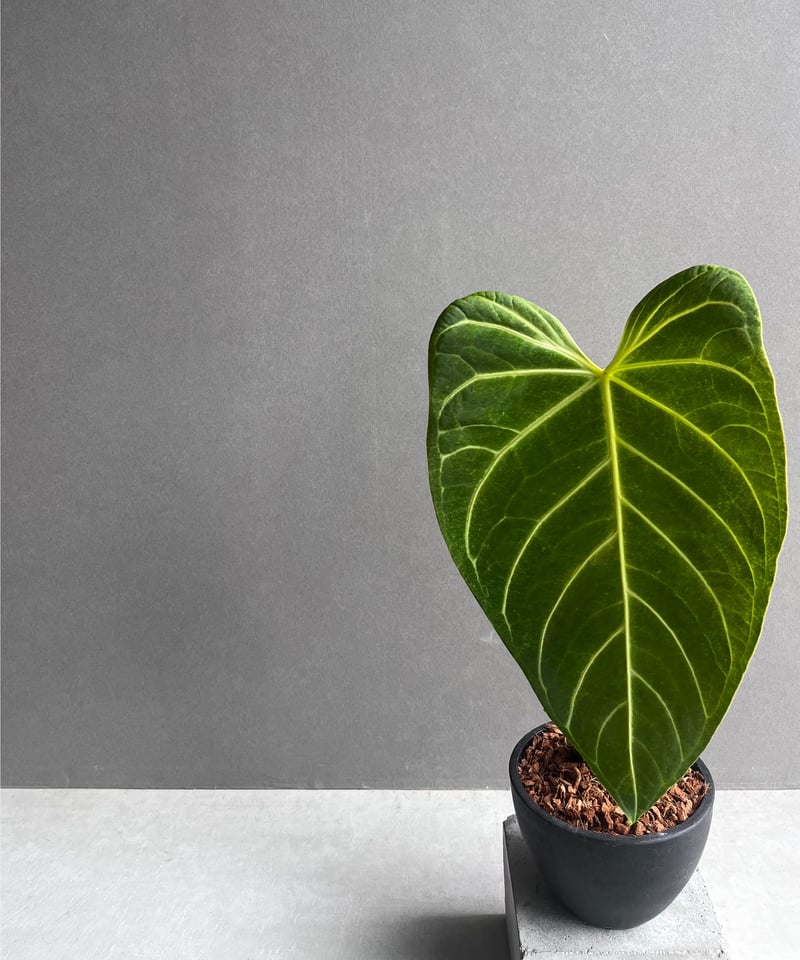 アンスリウム レガレ(コロンビア/ペルー) 「Anthurium regale (Colomb