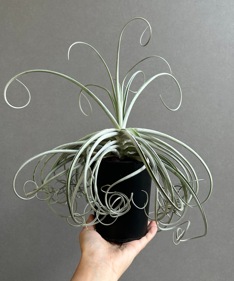 ティランジア ドゥラティ x ストリクタ 「Tillandsia duratii x stri