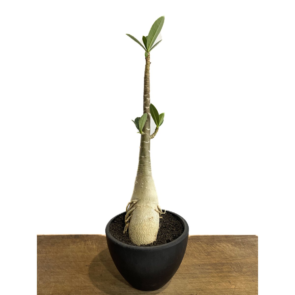 アデニウム タイソコトラナム 「Adenium Thai socotranum」6/8-737