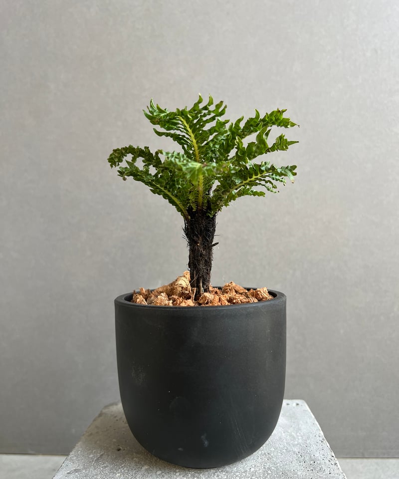 ブレクナム ギッバム ドワーフ 「Blechnum gibbum Dwarf 」100D |
